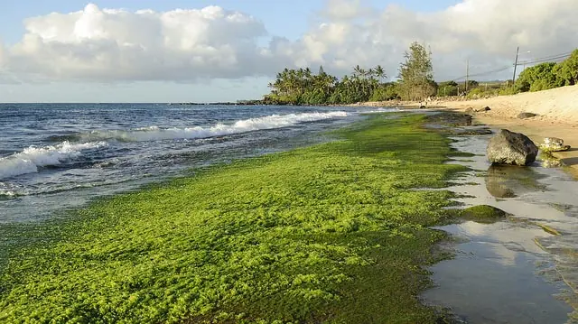 "Green Algae on Beach" by Daniel Ramirez licensed under CC BY 2.0