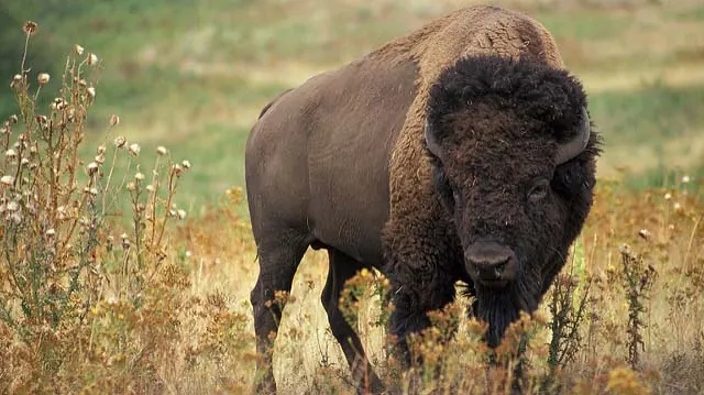 "bison" by Kabsik Park licensed under CC BY 2.0