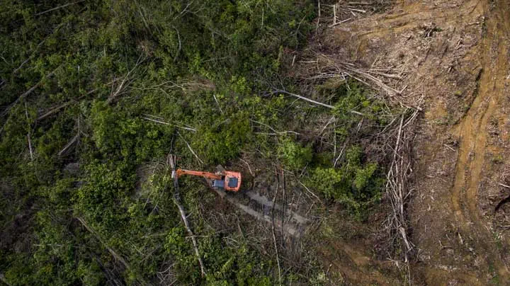 "Forest destruction" Photo Courtesy of: Rainforest Action Network