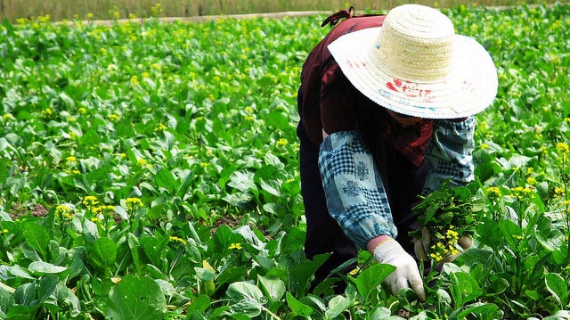 "Direct Farm Program" by Walmart licensed under CC BY 2.0