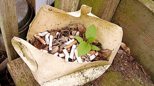 "Tobacco plant" by nacho spiterson licensed under CC BY 2.0 