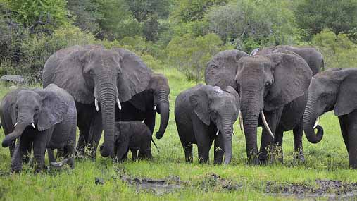"African Elephants - Herd" by Vaughan Leiberum licensed under CC BY 2.0