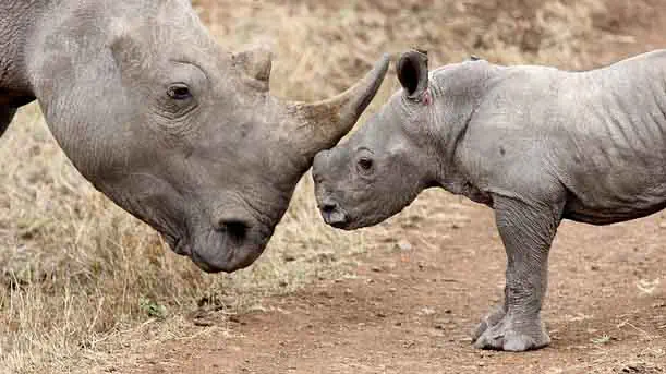 "Rhino Baby & Auntie" by trike licensed under CC BY 2.0